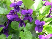 Viola odorata